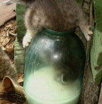 Аватара пользователя